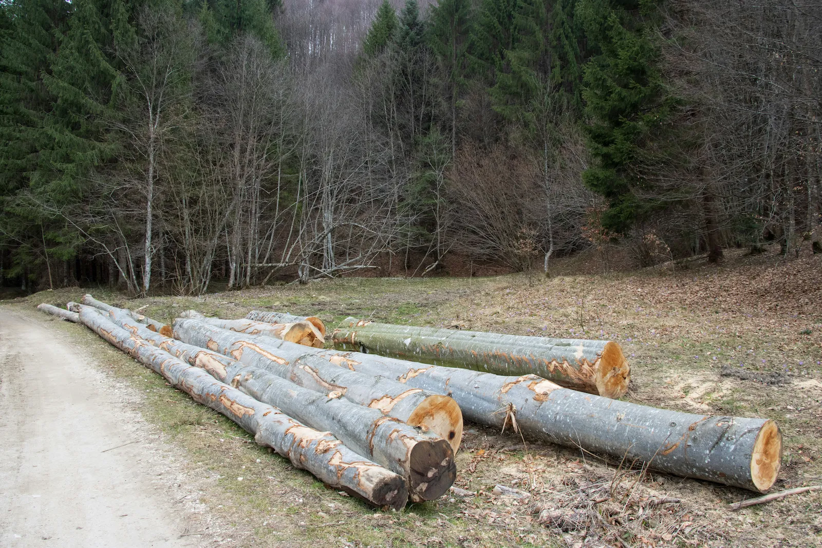 Defrișările: Țara fără Umbră și Mutilarea Plămânului Național